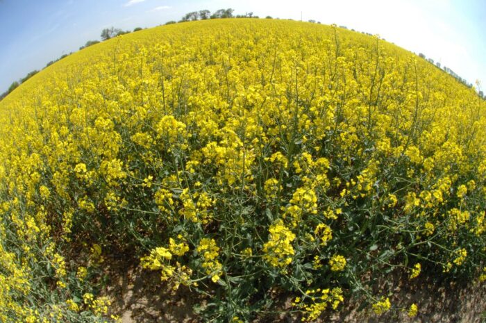 rzepak, zbiory rzepaku, eksport rzepaku, import rzepaku, surowce oleiste