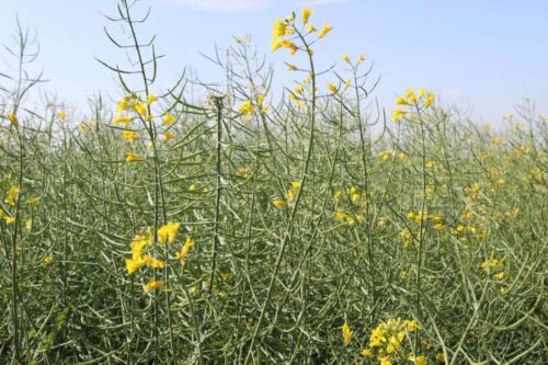 pogoda, burza, grad, ostrzeżenia, uprawy, rzepak, deszcz, gwałtowana burza, RCB