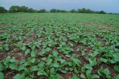 rzepak jary, chwasty, plantacja, Brodzica