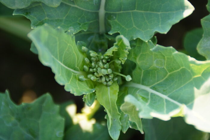 rzepak jary, zielony pąk, roślina, Brodzica