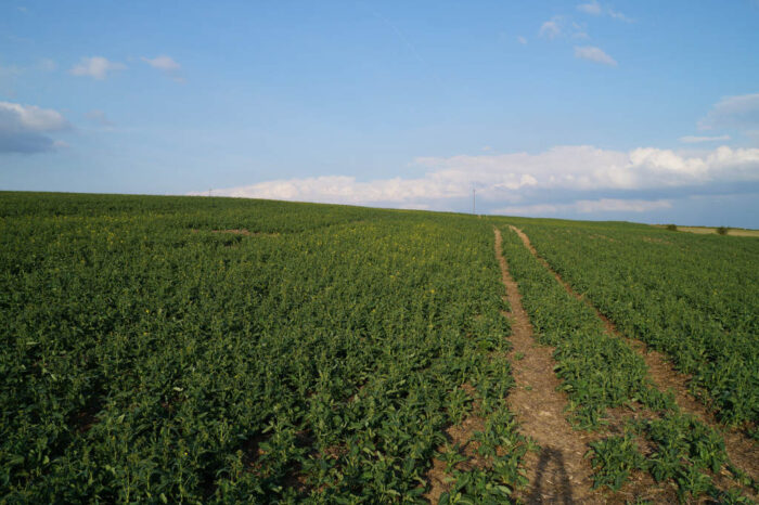rzepak ozimy, kwitnienie rzepaku, stan plantacji, Brodzica