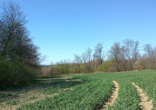 Juliusz Młodecki, Polska Koalicja Biopaliw i Pasz Białkowych, biopaliwa, Adam Stępień