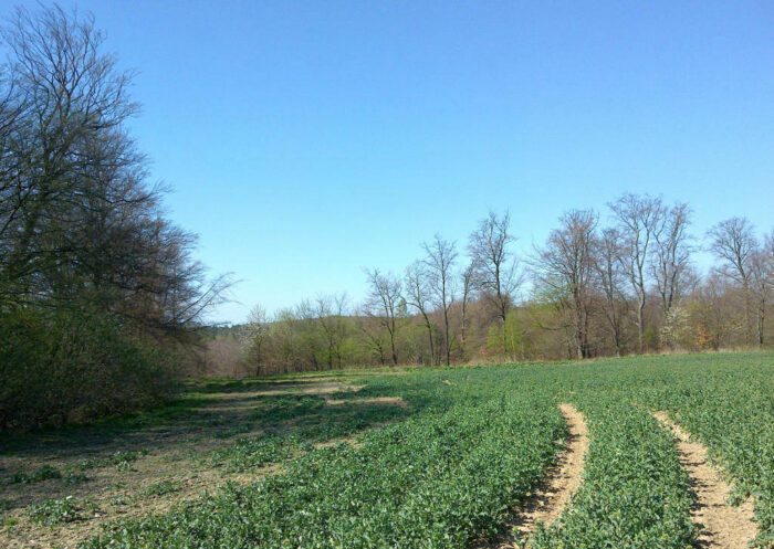 Juliusz Młodecki, Polska Koalicja Biopaliw i Pasz Białkowych, biopaliwa, Adam Stępień