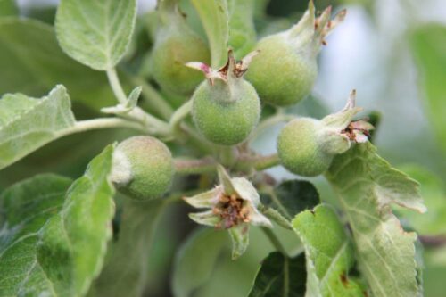 sadownictwo, sad, owoce, jabłoń, ochrona jabłoni, parch jabłoni, choroby, SKS