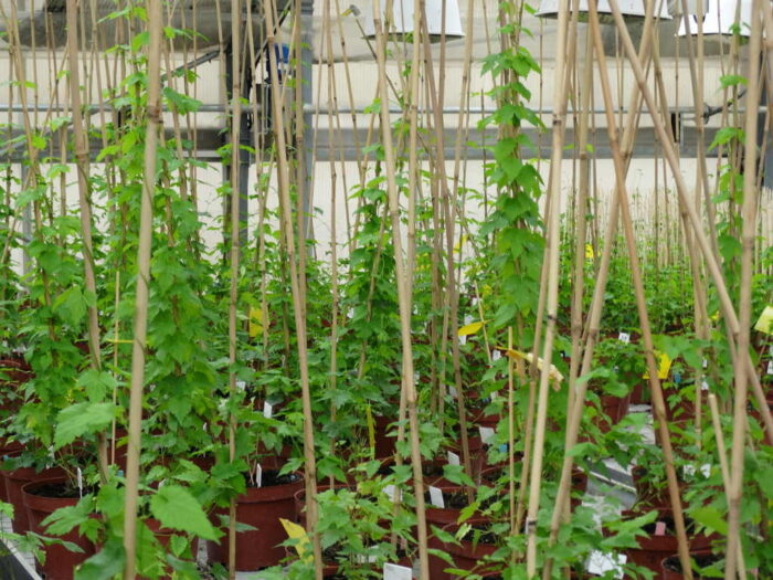 mszyca chmielowo-śliwowa, chmiel, Lubelszczyzna, IOR-PIB, zwalczanie mszyc na plantacjach chmielu