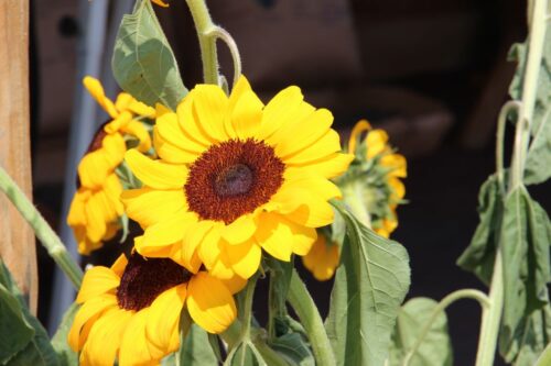 zbiory słonecznika, przerób słonecznika, eksport slonecznika, import słonecznika