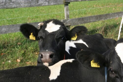 stres cieplny, krowy mleczne, rozród, mleko