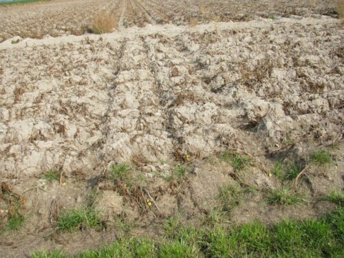 klimatyczny bilans wodny, stacje meteorologiczne, susza rolnicza