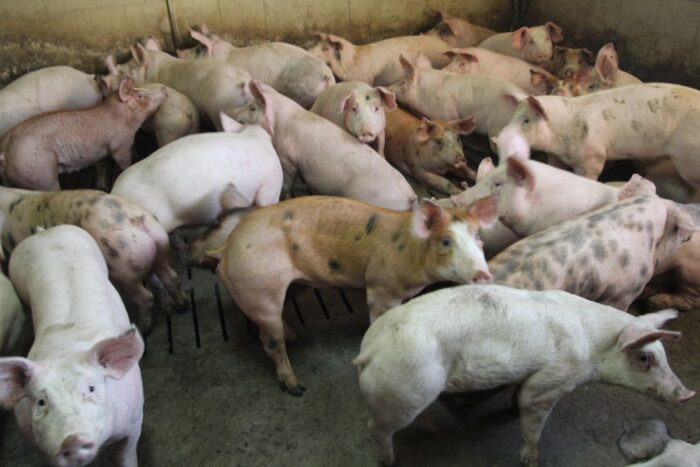 Niedrzwica Duża, lubelszczyzna, chlewnia, budowa chlewni, trzoda chlewna, protest