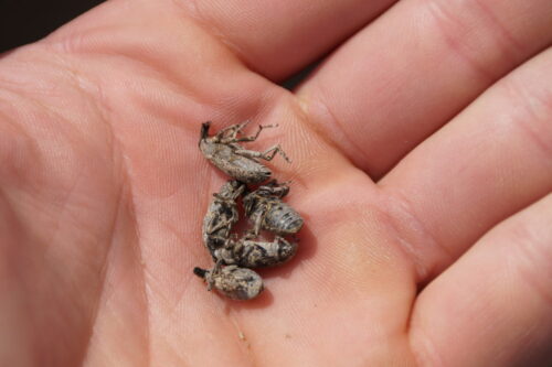 szarek komośnik, szkodniki, Brodzica