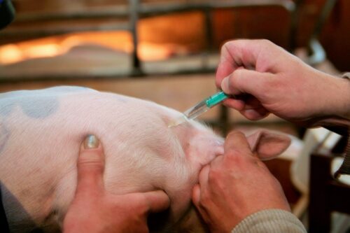 szczepienia, trzoda chlewna, lochy, prosięta