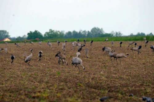 szkody wyrządzana przez zwierzęta, szkody w uprawach, ptactwo, krir