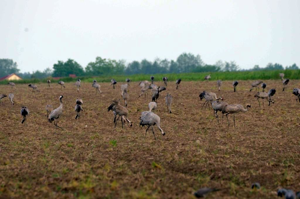 szkody wyrządzana przez zwierzęta, szkody w uprawach, ptactwo, krir