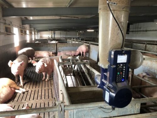 Maciej Szudrowicz, prosięta, warchlaki, tuczniki, lochy, prosięta na sprzedaż, mleko dla prosiąt, hodowca świń, ASF