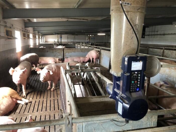 Maciej Szudrowicz, prosięta, warchlaki, tuczniki, lochy, prosięta na sprzedaż, mleko dla prosiąt, hodowca świń, ASF