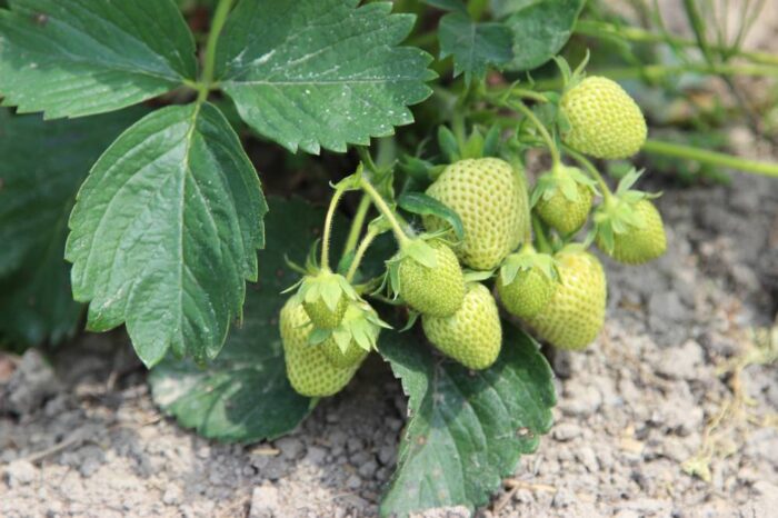 truskawki, owoce, zdrowie, opieka medyczna, porażenie nerwu strzałkowego, zbieranie truskawek