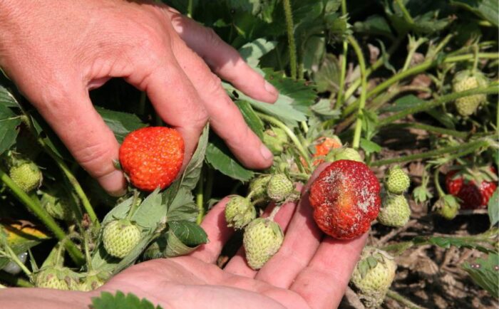 truskawki, ceny truskawek, zdrowie, uroda, witaminy, owoce