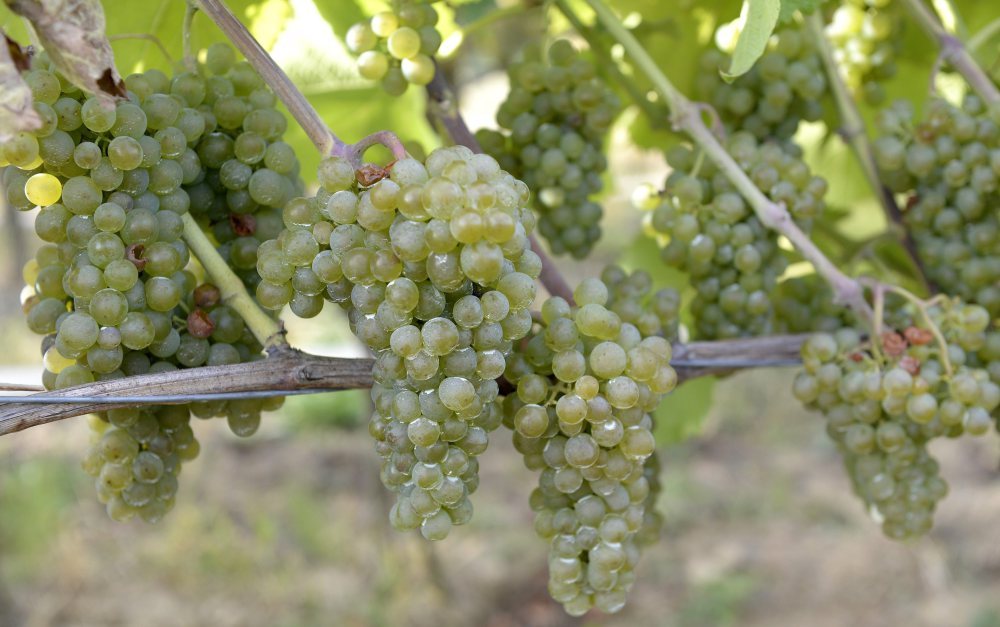 winnice, podkarpacie, ewa wawro, fundacja Galicja Vitis, enoturystyka
