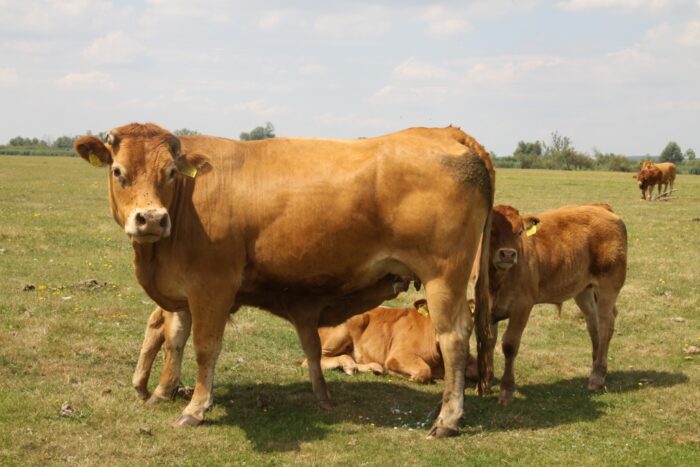 handel mięsem, wołowina, wieprzowina, drób
