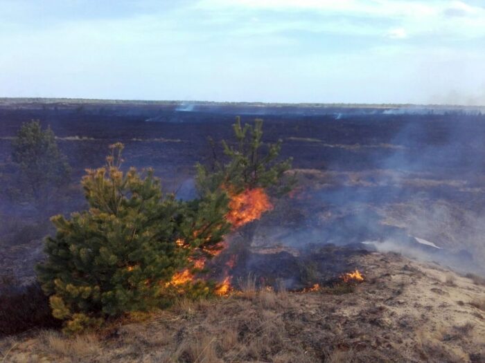 dolny śląsk, wrzosowisko, pożar wrzosowiska, Nadleśnictwo Świętoszów