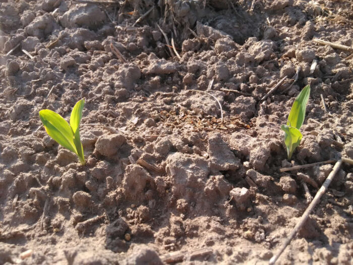 wschody, kukurydza, Szczutowo