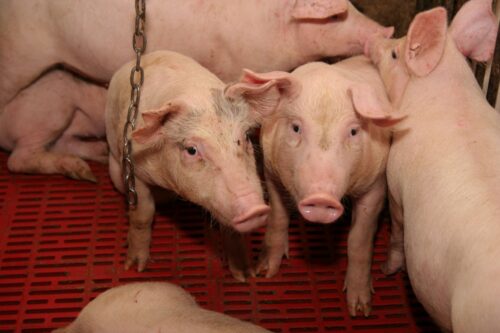 zabawki, świnie, trzoda chlewna, kanibalizm