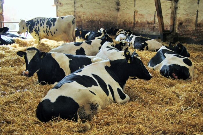 zasuszenie, krowy mleczne, pasza, stres zwierząt