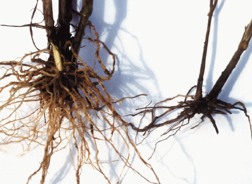 zgorzel podstawy źdźbła, pszenica, korzenie