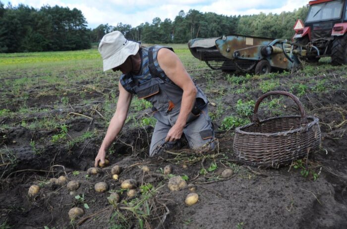 Instytut Ekonomiki Rolnictwa i Gospodarki Żywnościowej, ceny ziemniaków, ziemniaki