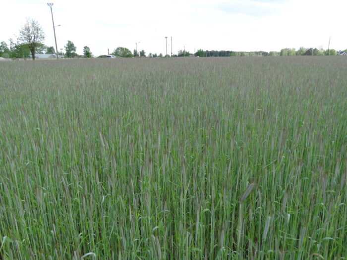 Amerykański Departament Rolnictwa, zbiory zbóż na świecie, zboża paszowe