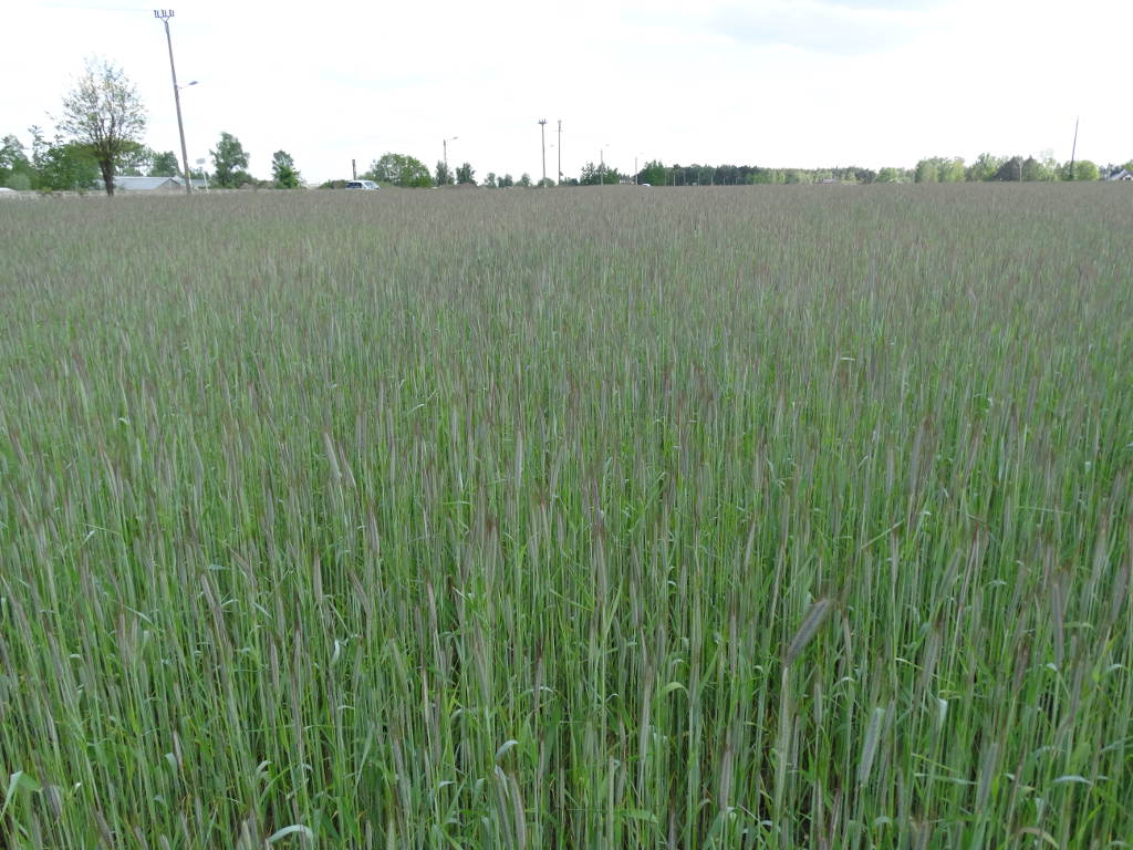 Amerykański Departament Rolnictwa, zbiory zbóż na świecie, zboża paszowe