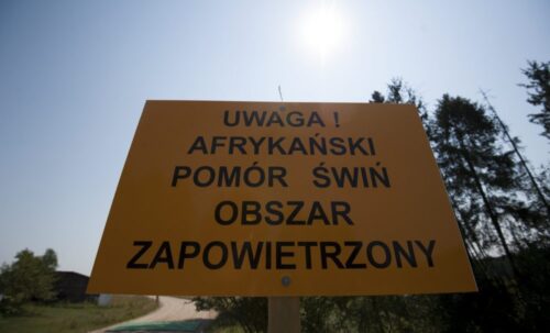asf, afrykański pomór świń asf u świń, podlasie