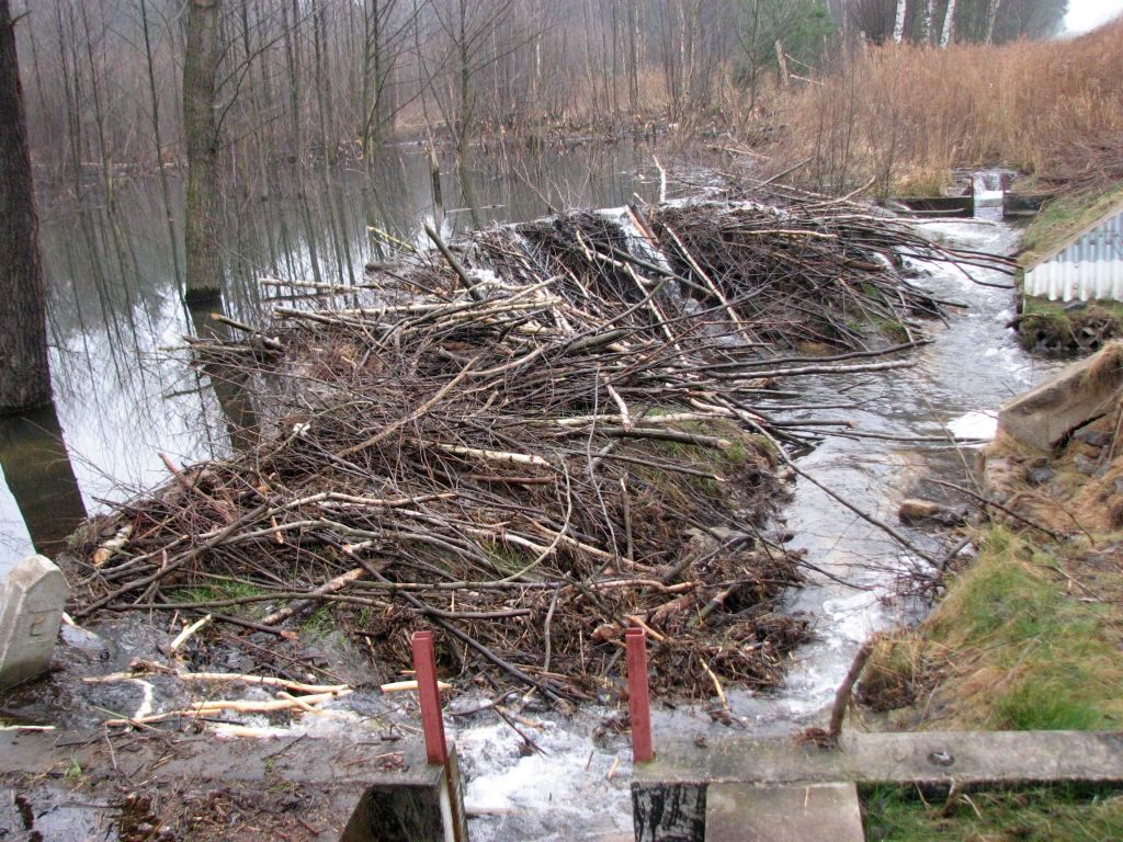 bobry, szkody wyrządzane przez bobry, Generalna Dyrekcja Ochrony Środowiska, Polski Związek Łowiecki