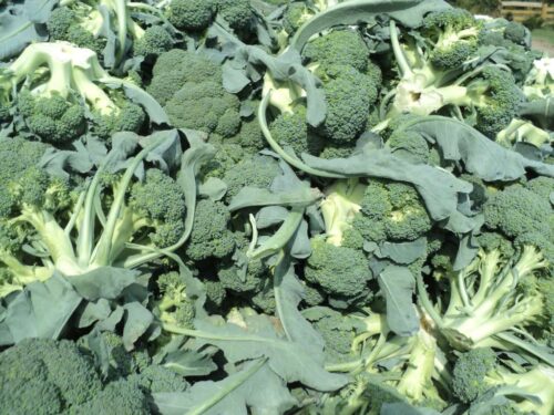 warzywa, brokuły, warzywnictwo, uprawa brokułów, polski brokuł, handel