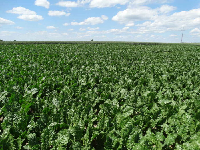 odmiany buraka cukrowego, odmiany preferowane przez KSC, składanie zamówień na odmiany buraka cukrowego, KSC