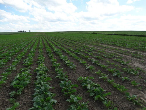 buraki, plantacja,Sahryń, przesiewy