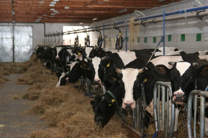 bydło, pomoc dla rolników, koronawirus, covid-19