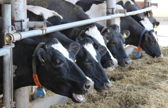 pasze gmo, gmo, ewa lech, rośliny strączkowe, rośliny motylkowe