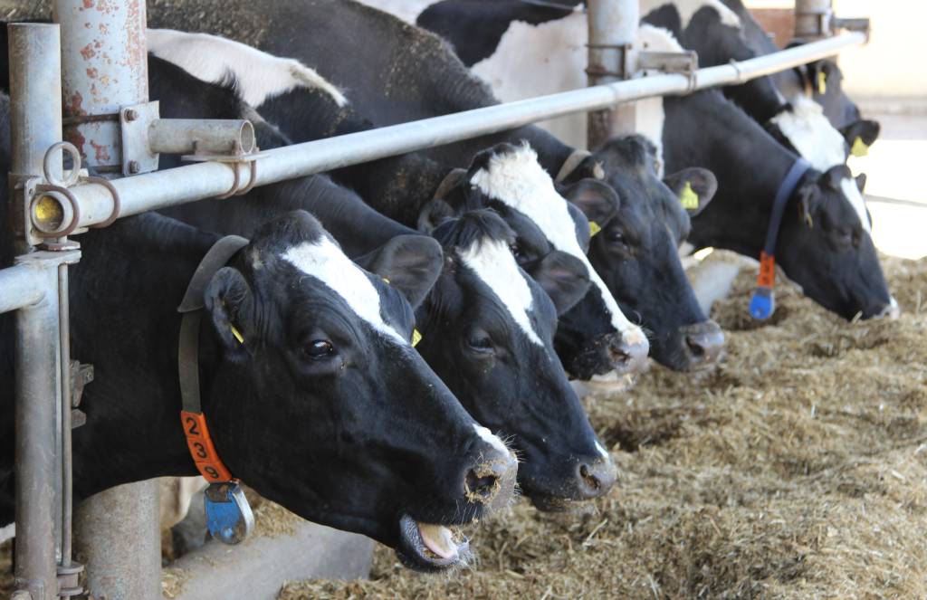 pasze gmo, gmo, ewa lech, rośliny strączkowe, rośliny motylkowe