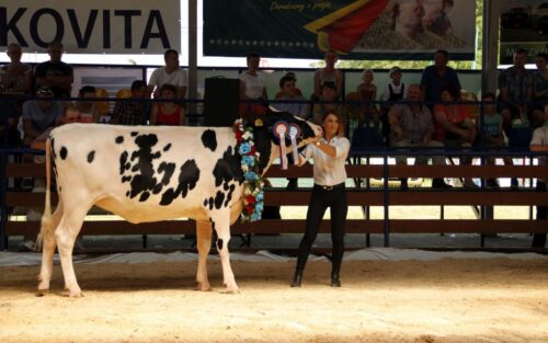 wystawa zwierząt hodowlanych, Szepietowo, czempiony