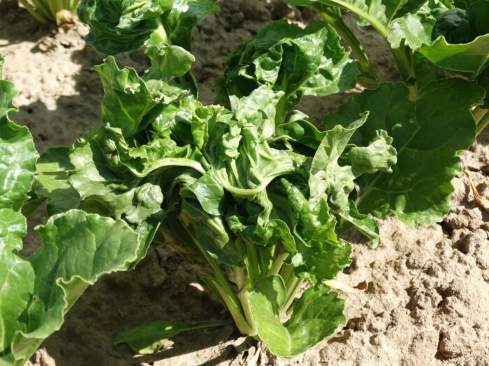 deformacje liści, burak cukrowy