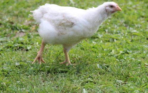 produkcja drobiu, rynek mięsa, komisja europejska