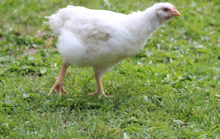 produkcja drobiu, rynek mięsa, komisja europejska