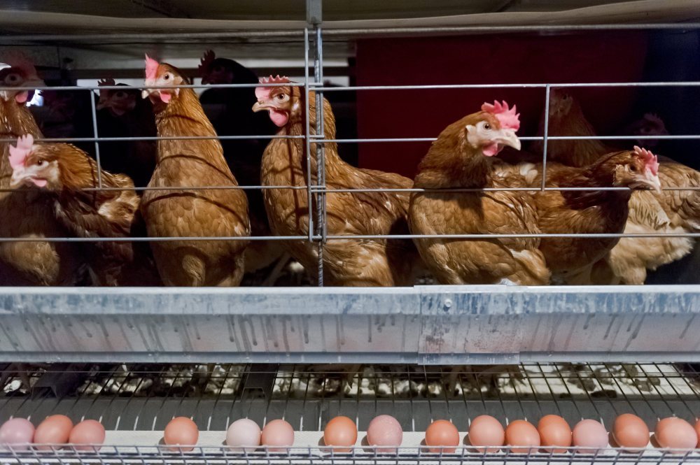 produkcja drobiu, drób, rynek mięsa, spożycie drobiu, ceny drobiu, eksport drobiu