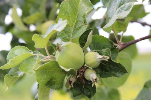sadownictwo, sad, straty, grad, parch jabłoni, ulewy, parch jabłoni, choroby