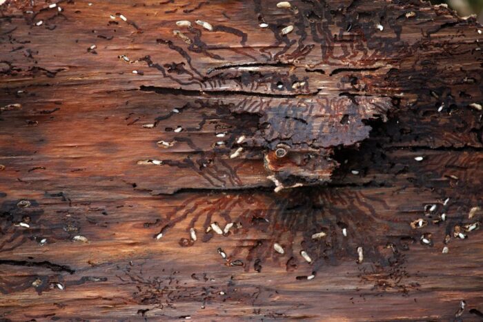 kornik drukarz, puszcza bialowieska, jan szyszko, Michał Dziekański, Prokuratura Okręgowa w Warszawie