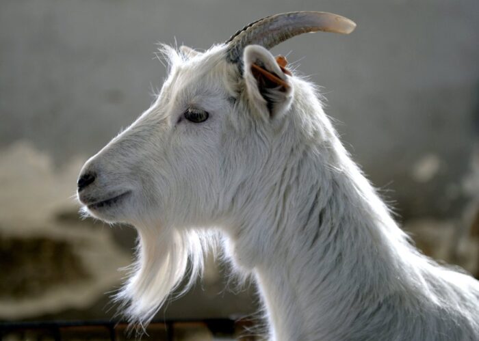 skansen, podkarpacie, sanok, Jerzy Ginalski