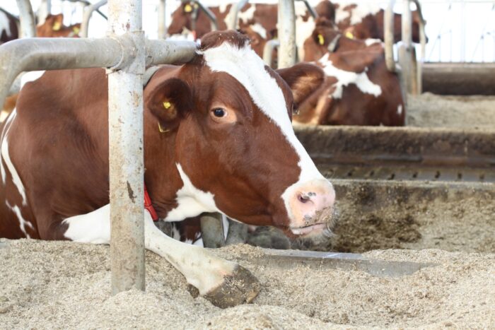 korowy pogłowie obora