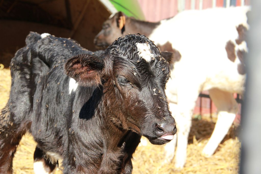 kryptosporydioza, biegunki cieląt, bydło