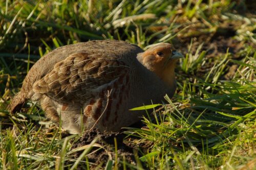 kuropatwa, Polski Związek Łowiecki, koła łowieckie